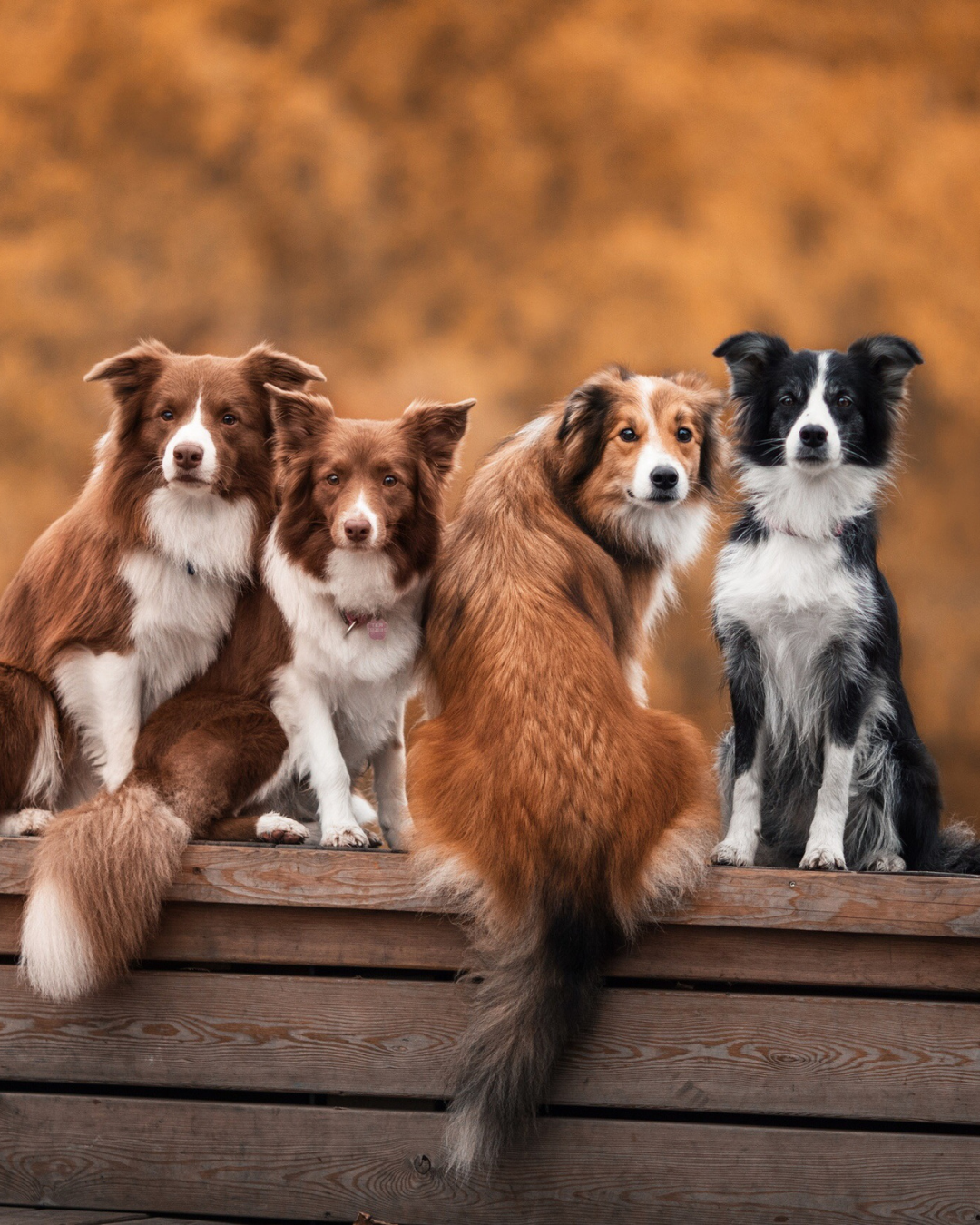 Vier Hunde auf einer Bank im Herbstlicht